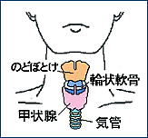 甲状腺